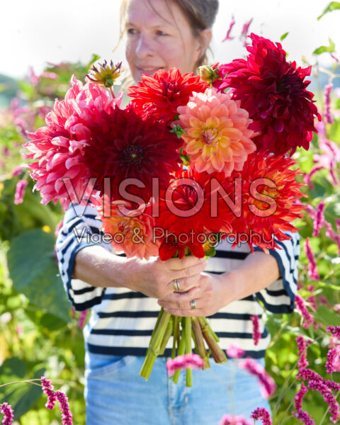 Gemengde dinnerplate dahlia's in boeket Gemengde dinnerplate dahlia's in boeket