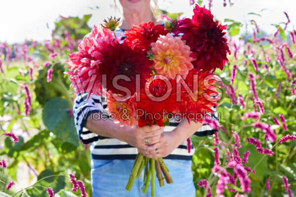 Mixed dinnerplate dahlias in bouquet Mixed dinnerplate dahlias in bouquet