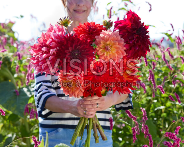 Gemengde dinnerplate dahlia's in boeket