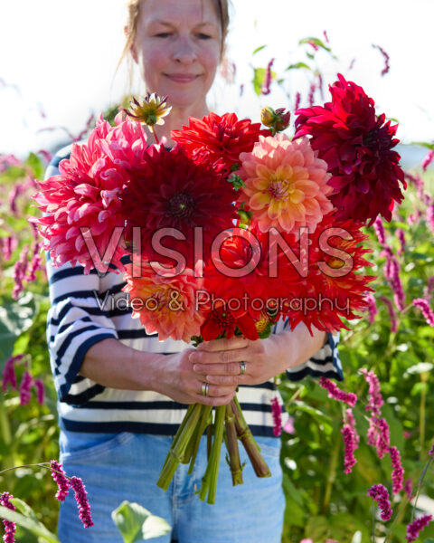 Mixed dinnerplate dahlias in bouquet Mixed dinnerplate dahlias in bouquet