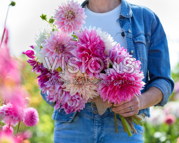 Mixed dinnerplate dahlias in bouquet