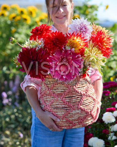 Mixed dinnerplate dahlias in bouquet
