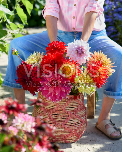 Mixed dinnerplate dahlias in bouquet