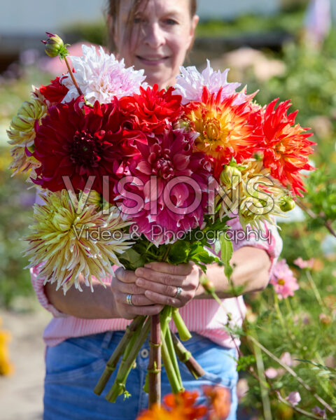 Gemengde dinnerplate dahlia's in boeket Gemengde dinnerplate dahlia's in boeket