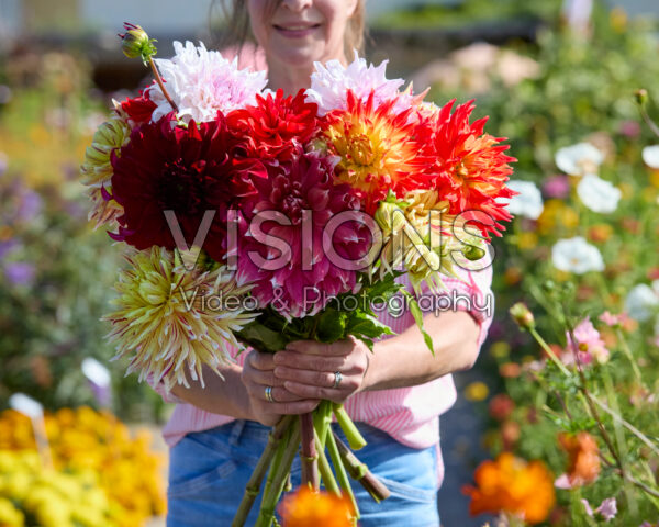 Gemengde dinnerplate dahlia's in boeket