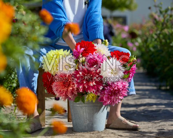 Mixed dinnerplate dahlias in bouquet Mixed dinnerplate dahlias in bouquet