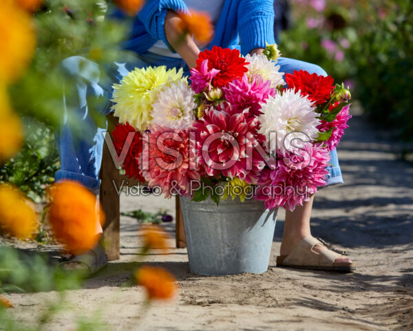 Gemengde dinnerplate dahlia's in boeket