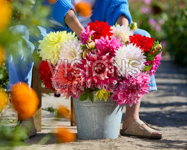 Gemengde dinnerplate dahlia's in boeket