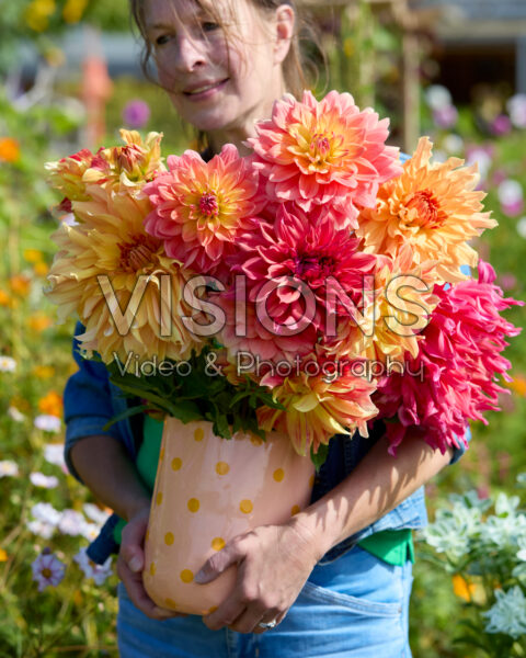Mixed dinnerplate dahlias in bouquet Mixed dinnerplate dahlias in bouquet