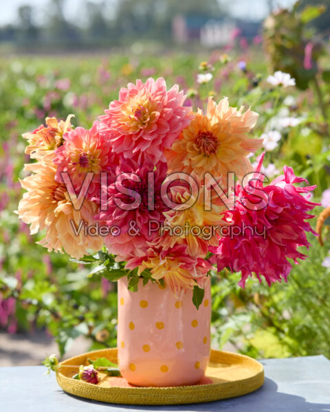 Mixed dinnerplate dahlias in bouquet Mixed dinnerplate dahlias in bouquet