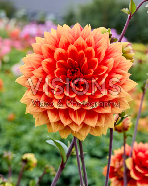 Dahlia Willeke Alberti Dahlia Willeke Alberti