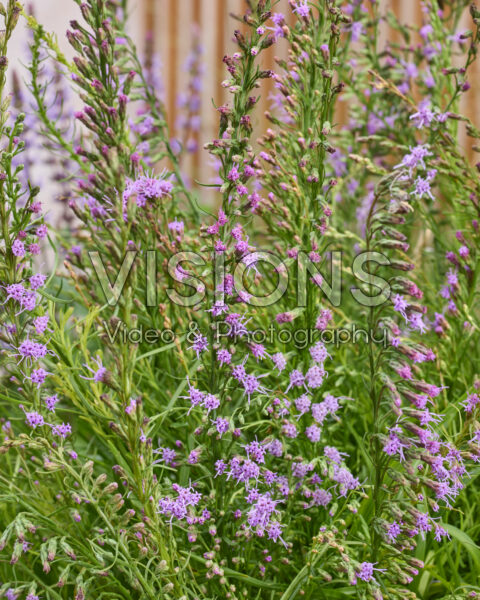 Liatris microcephala