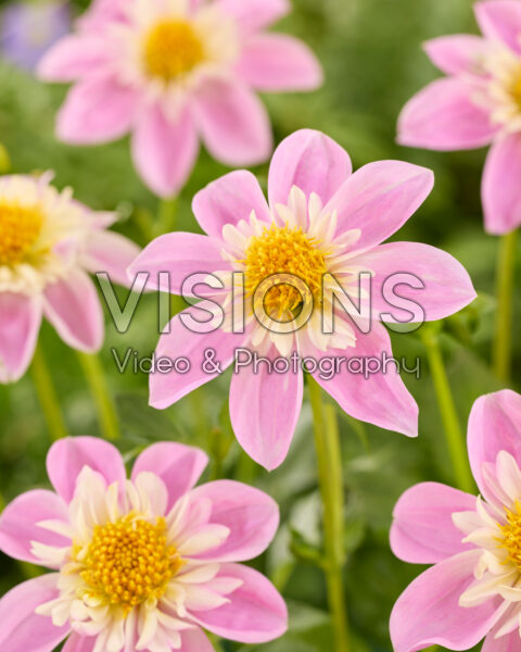Dahlia Impression Famoso Dahlia Impression Famoso