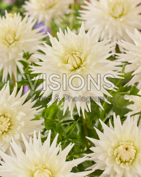 Dahlia Kenora Challenger