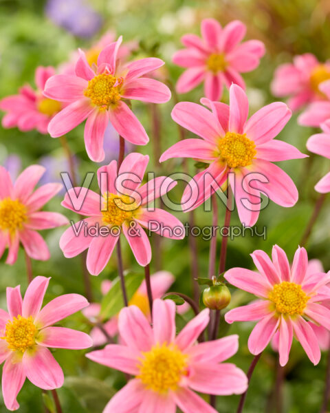 Dahlia Topmix Pink Dahlia Topmix Pink
