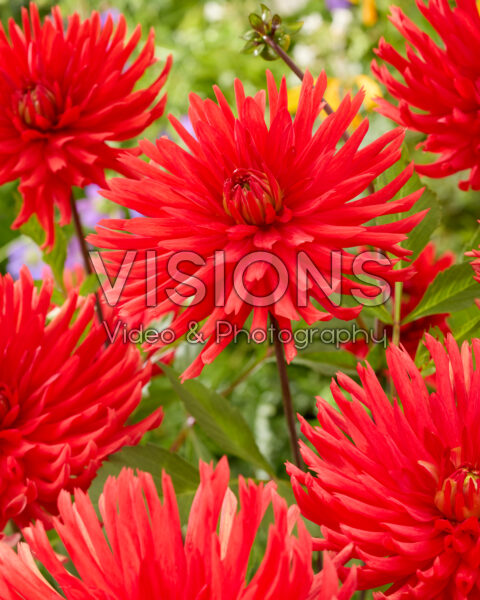 Dahlia Bergers Record