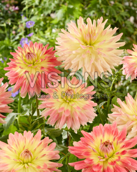 Dahlia Tropical Sunset