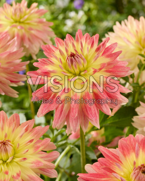 Dahlia Tropical Sunset Dahlia Tropical Sunset