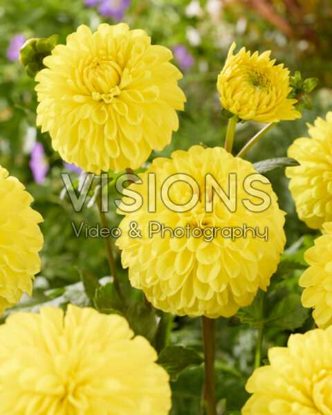 Dahlia Yellow Stone Dahlia Yellow Stone