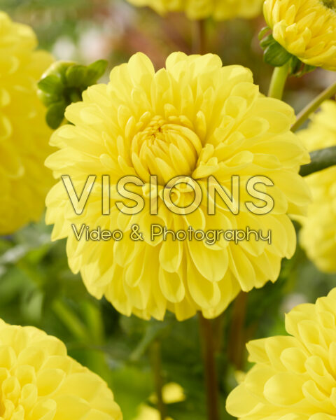 Dahlia Yellow Stone Dahlia Yellow Stone