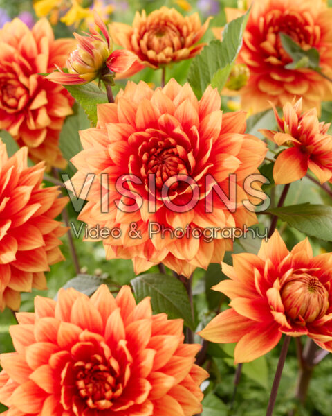 Dahlia Willeke Alberti