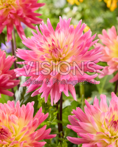 Dahlia Magic Sunrise