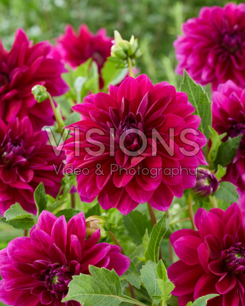 Dahlia Le Baron Dahlia Le Baron