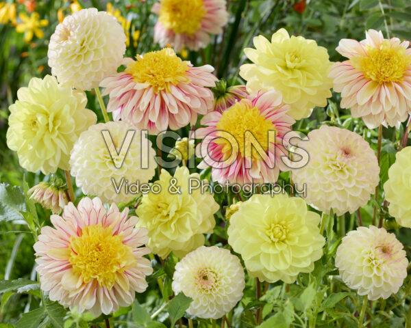 Dahlia gemengd
