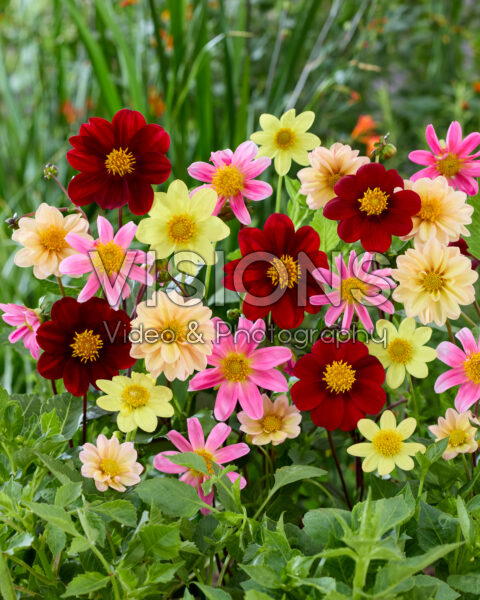 Dahlia Topmix
