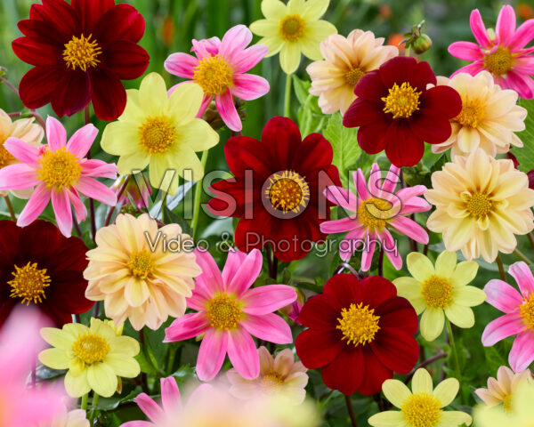 Dahlia Topmix Dahlia Topmix