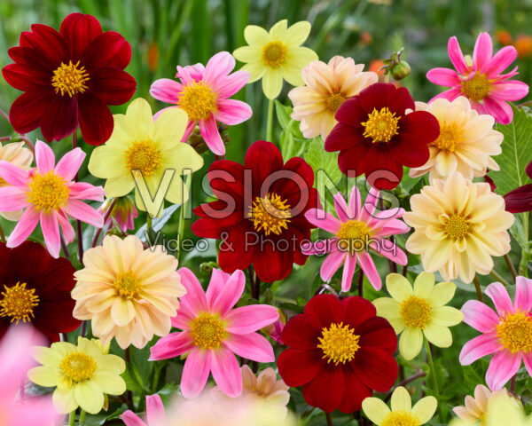 Dahlia Topmix