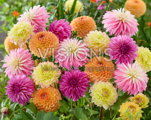 Dahlia mixed Dahlia mixed