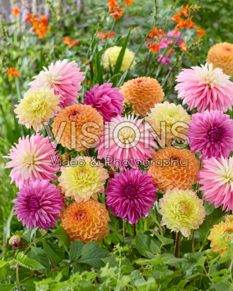 Dahlia gemengd