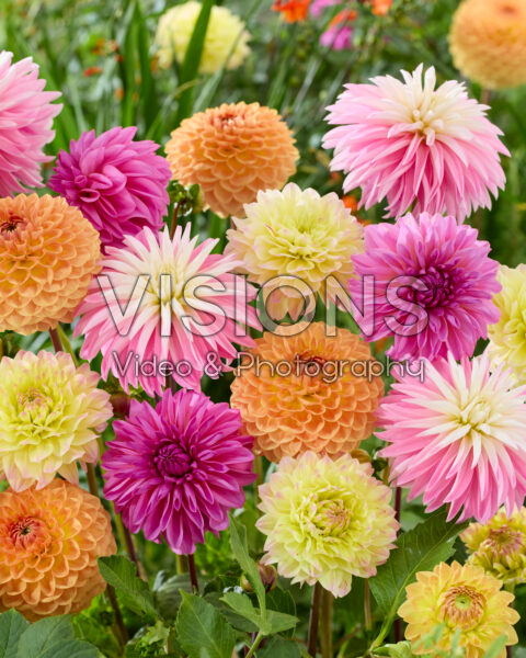 Dahlia mixed Dahlia mixed