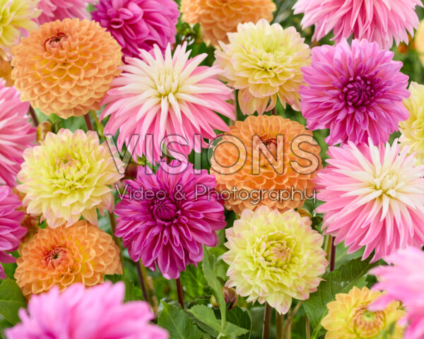 Dahlia gemengd