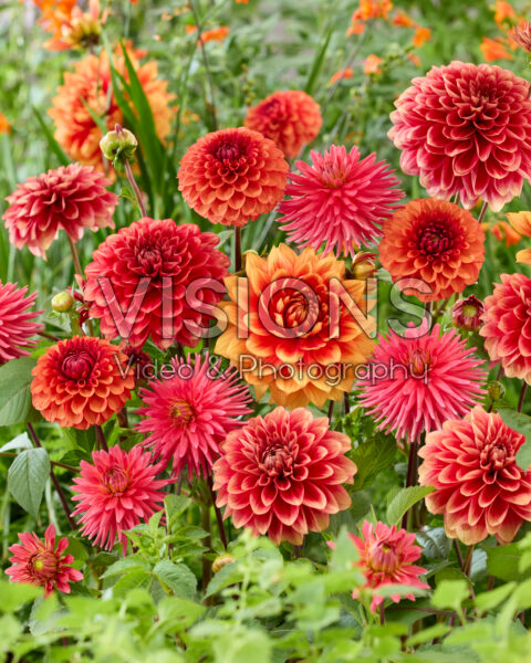 Dahlia gemengd
