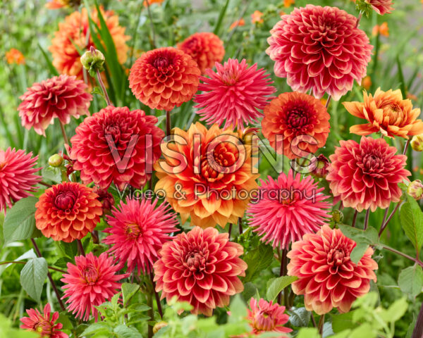 Dahlia gemengd
