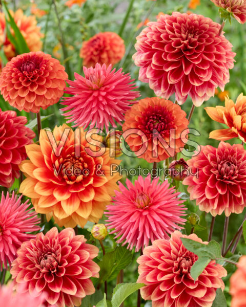 Dahlia mixed
