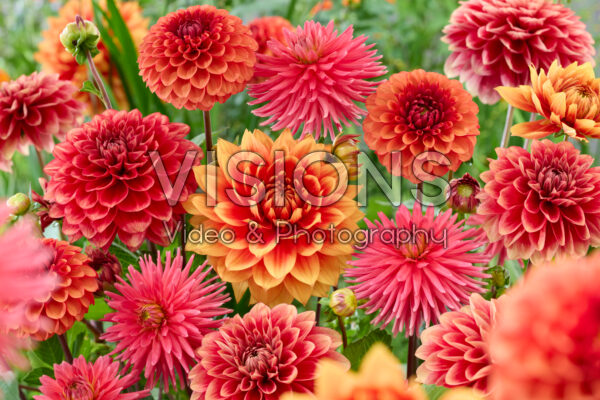 Dahlia mixed