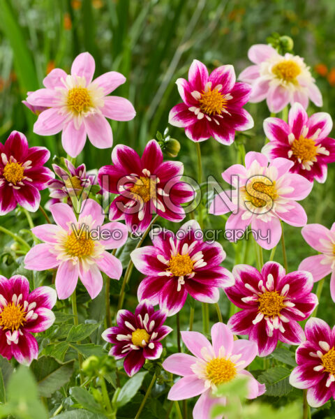 Dahlia Impression Fantastico, Impression Famoso Dahlia Impression Fantastico, Impression Famoso