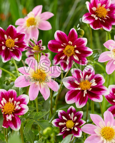 Dahlia Impression Fantastico, Impression Famoso