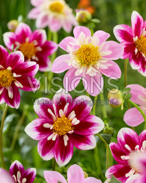 Dahlia Impression Fantastico, Impression Famoso