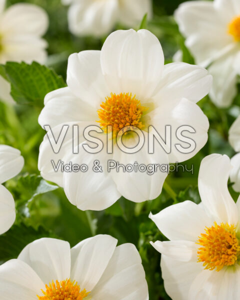 Dahlia Sneezy