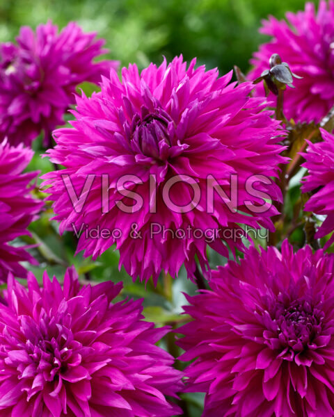 Dahlia Fidelo Dahlia Fidelo