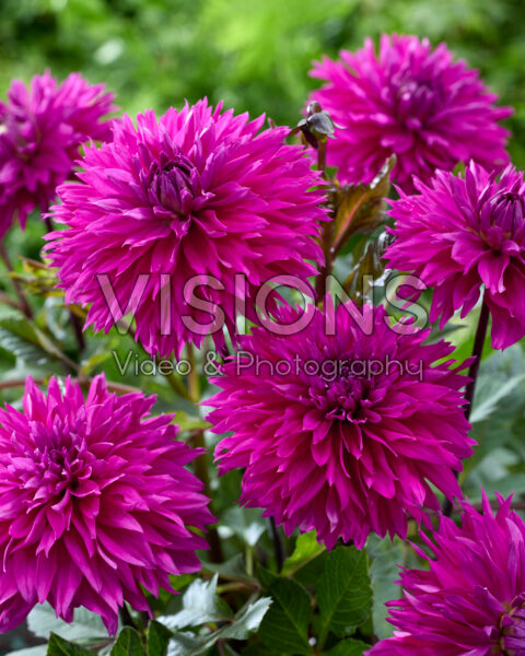 Dahlia Fidelo Dahlia Fidelo
