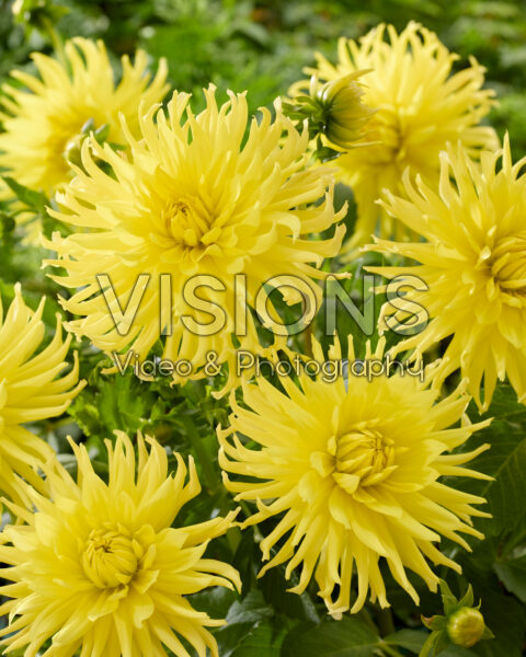 Dahlia Kennemerland Dahlia Kennemerland