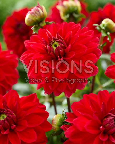 Dahlia Heatwave