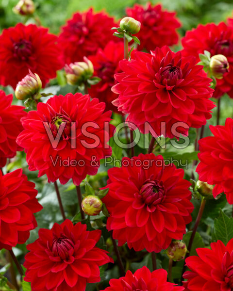 Dahlia Heatwave