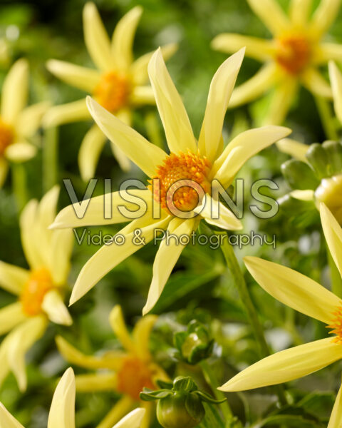 Dahlia Honka geel