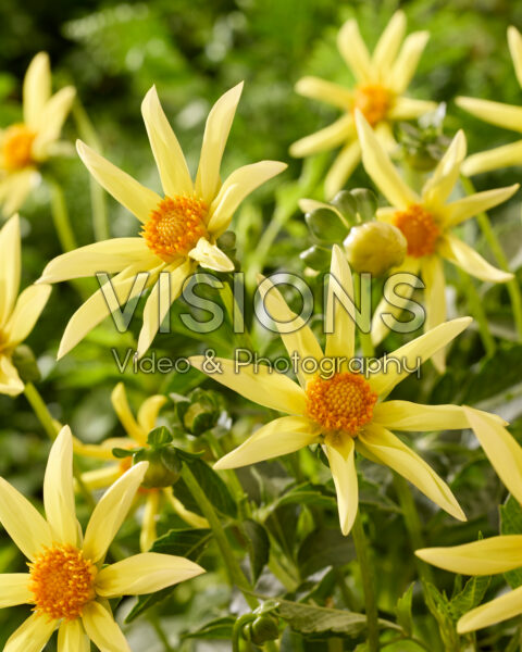 Dahlia Honka geel